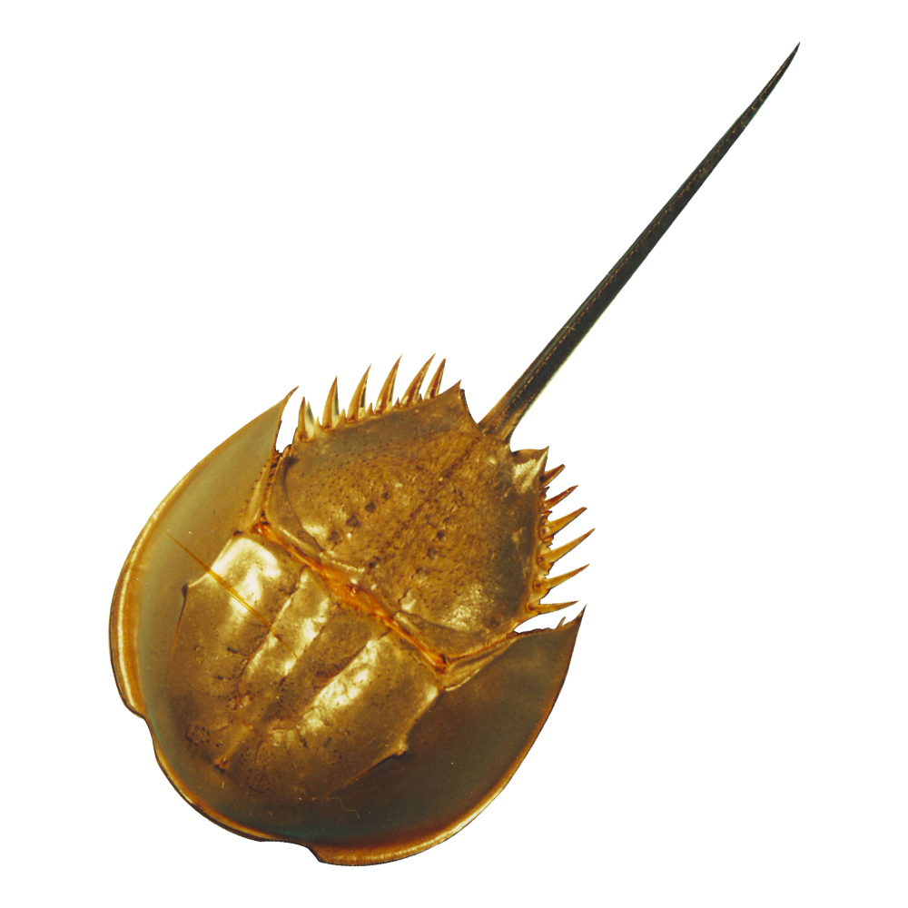 1513821562238924.jpg 鱟.jpg